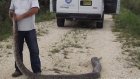 Четырехметровый питон съел трех оленей во Флориде
