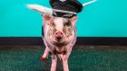 Посетителей аэропорта Сан-Франциско стала встречать свинья в юбке