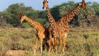Ученые предрекли скорое вымирание жирафов
