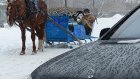 Сбежавший в Череповце конь повредил санями восемь автомобилей