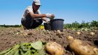 Российскую картошку защитят от американских блошек
