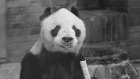 В Китае умер старейший в мире самец панды