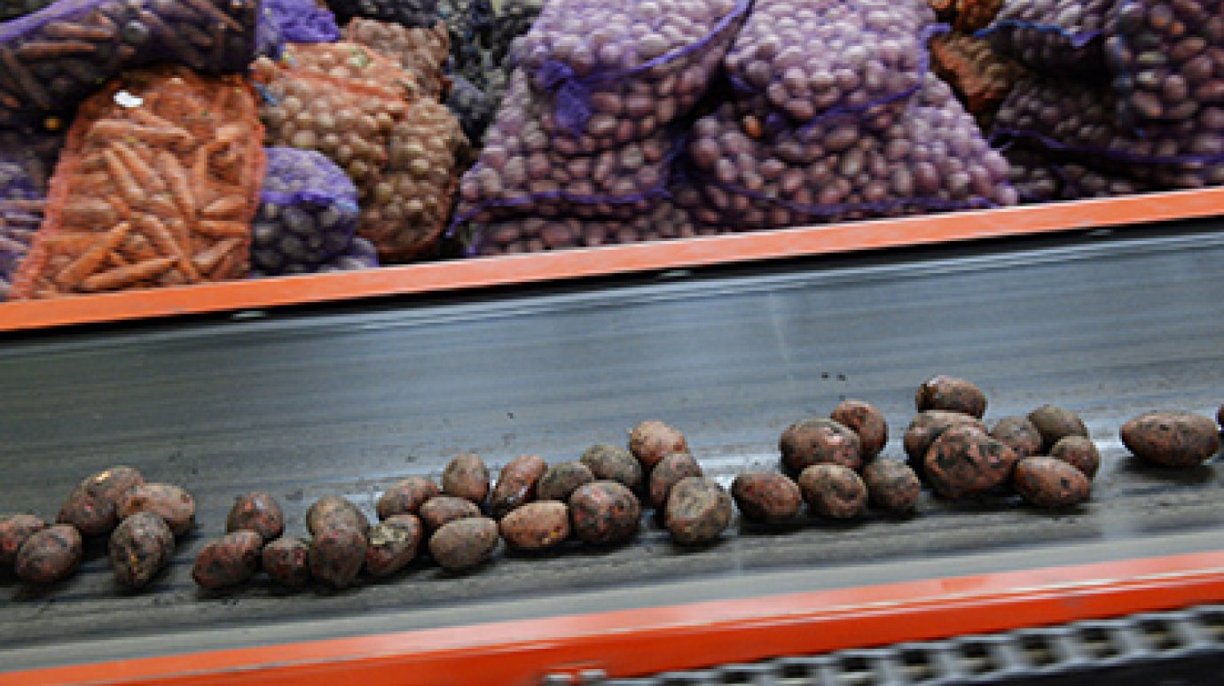 Россия столкнулась с перепроизводством картофеля