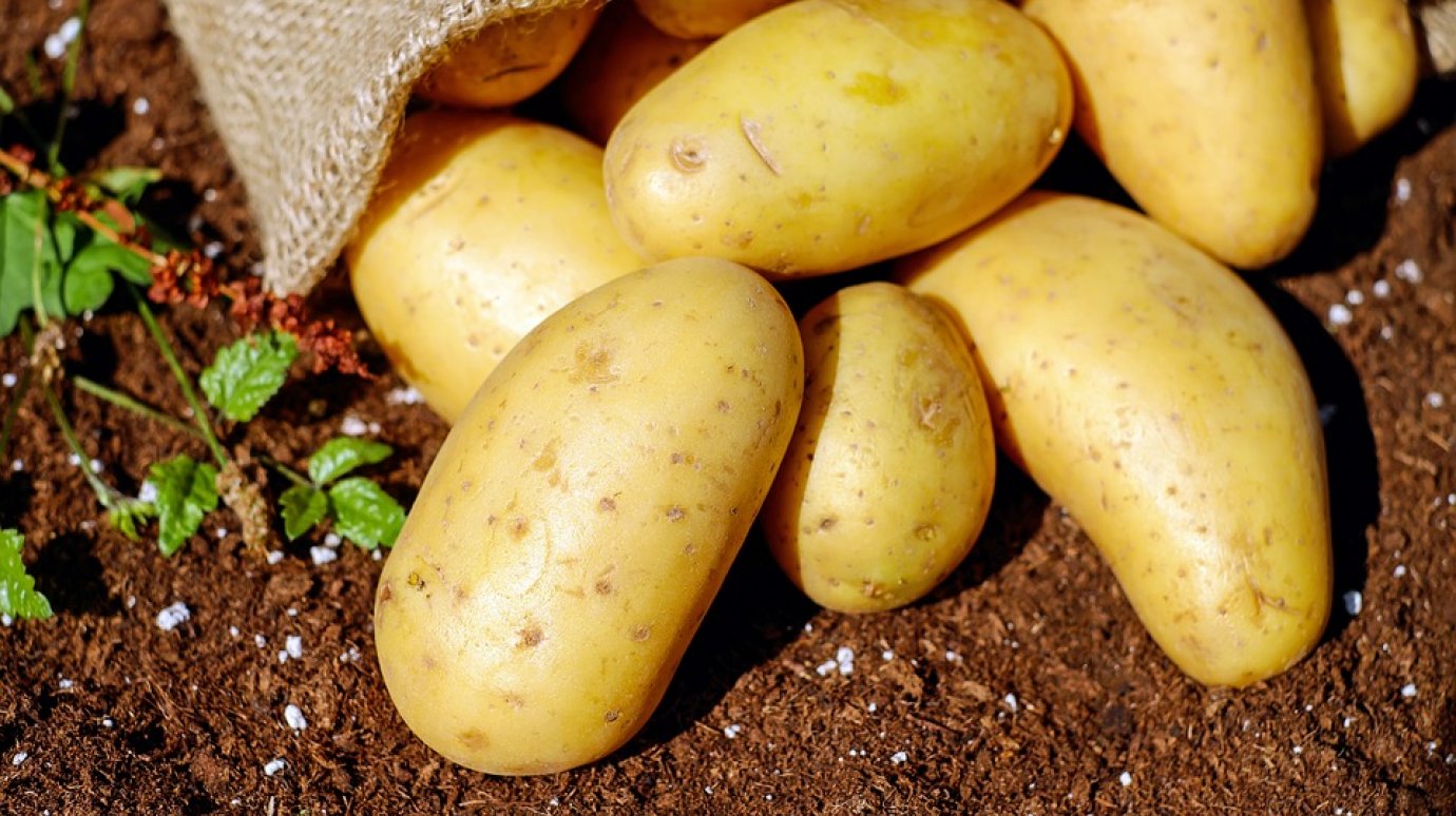 России нужно срочно избавиться от импортного картофеля