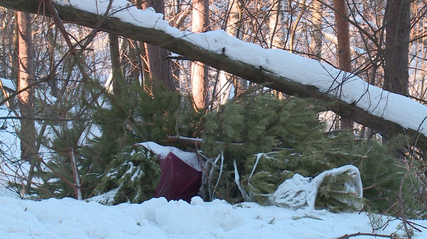 Пензячка с ул. Мира нашла в лесу свалку новогодних елок