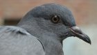 В Кузнецке управляющую компанию оштрафовали из-за мертвых голубей