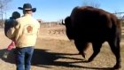 Супруги из Техаса сделали из гигантского бизона домашнее животное