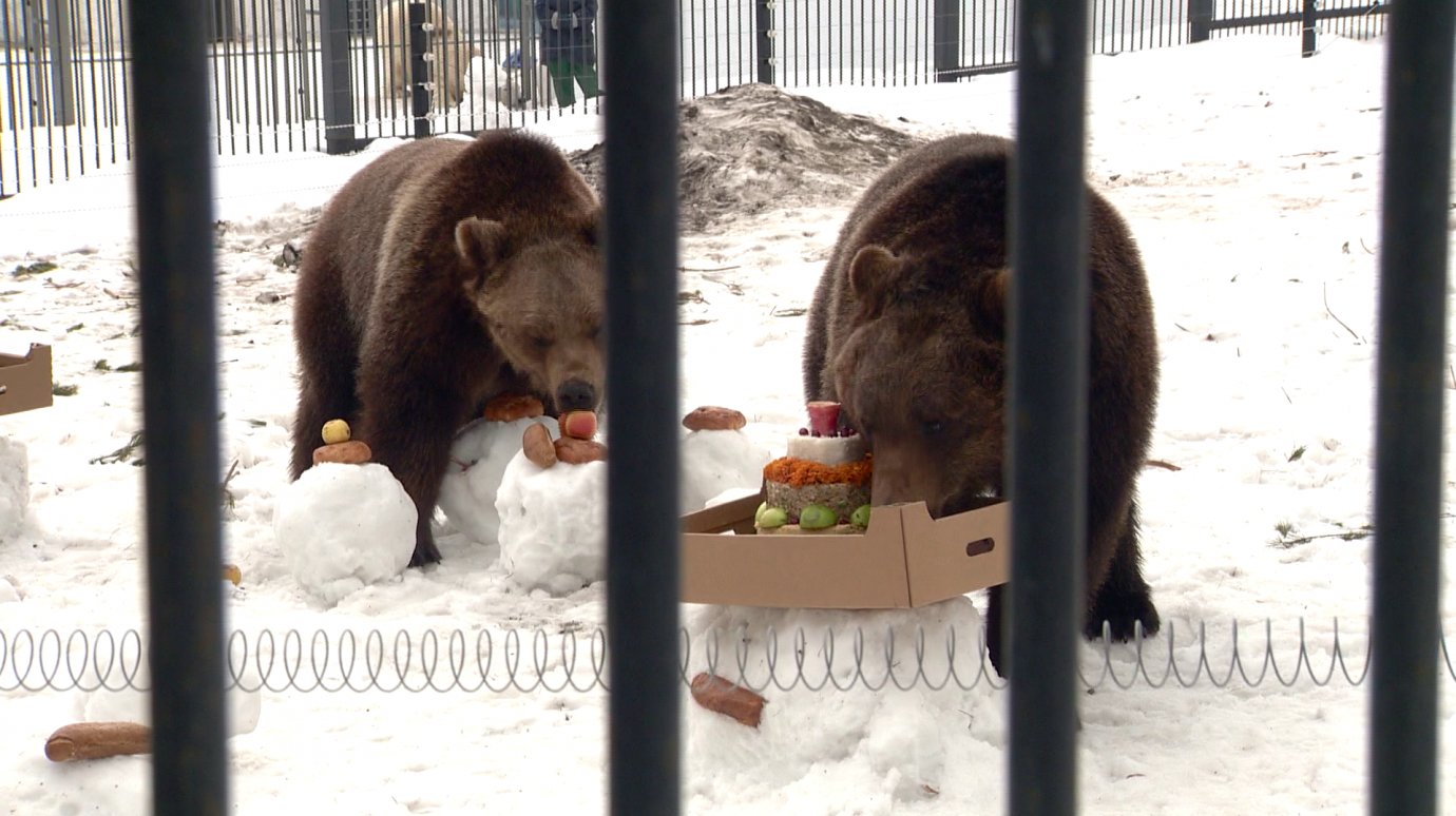 Бурые медведи из Пензенского зоопарка отпраздновали день рождения