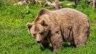 Медведям закон не писан