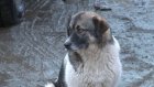 В Пензе уменьшилось число отловленных бездомных собак