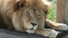 В Пензенском зоопарке скончался лев Симба