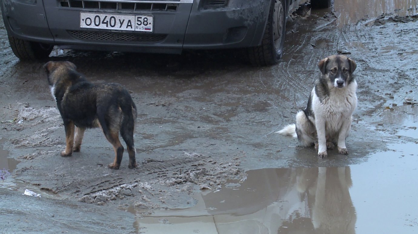 В Пензенской области собак и кошек прививают от бешенства бесплатно