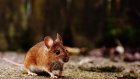 Жители Пензенской области стали чаще болеть мышиной лихорадкой