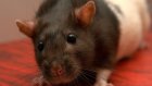 4 апреля - Всемирный день крысы