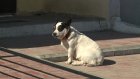 Жительница ул. Зеленодольской ищет хозяина для собаки