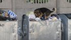 В Пензе в очагах по бешенству усыпляют всех уличных животных