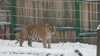 В Пензенском зоопарке тигр Самур осваивает новый дом