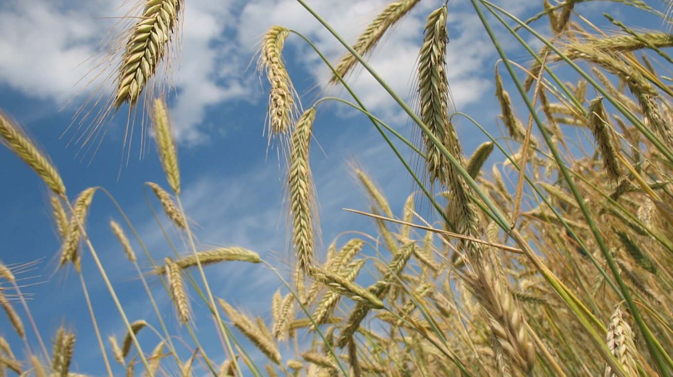 В Пензенской области хотят собрать 2,3 млн тонн пшеницы, ячменя, ржи и других культур