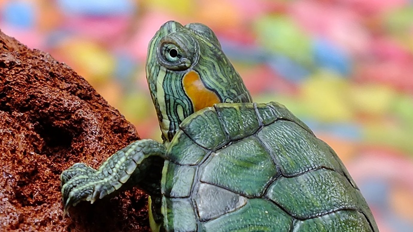 23 мая - Всемирный день черепахи