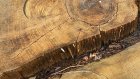 Срубленное сухое дерево дорого обошлось жителю Кузнецкого района