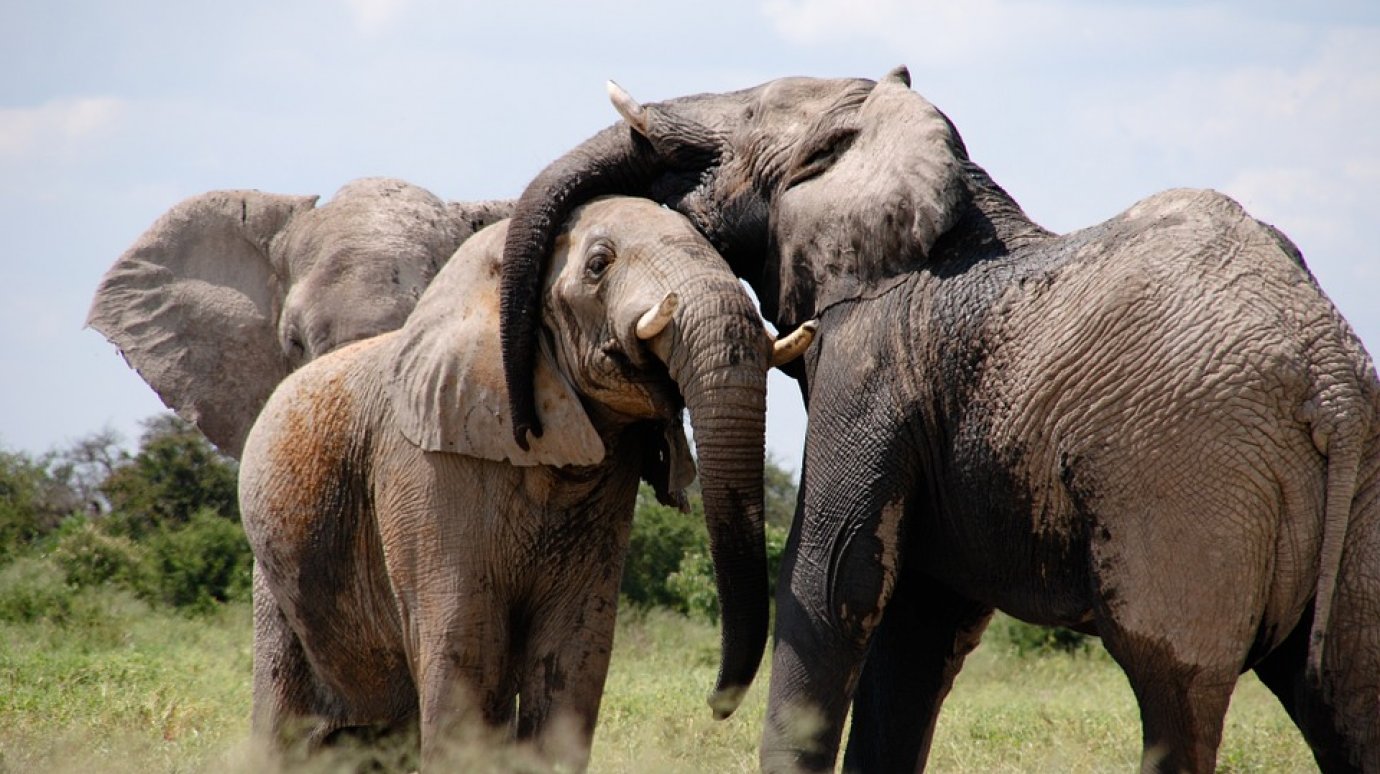 20 июня - Всемирный день защиты слонов
