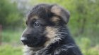 Житель Мокшанского района лишился 50 тысяч рублей при продаже щенка
