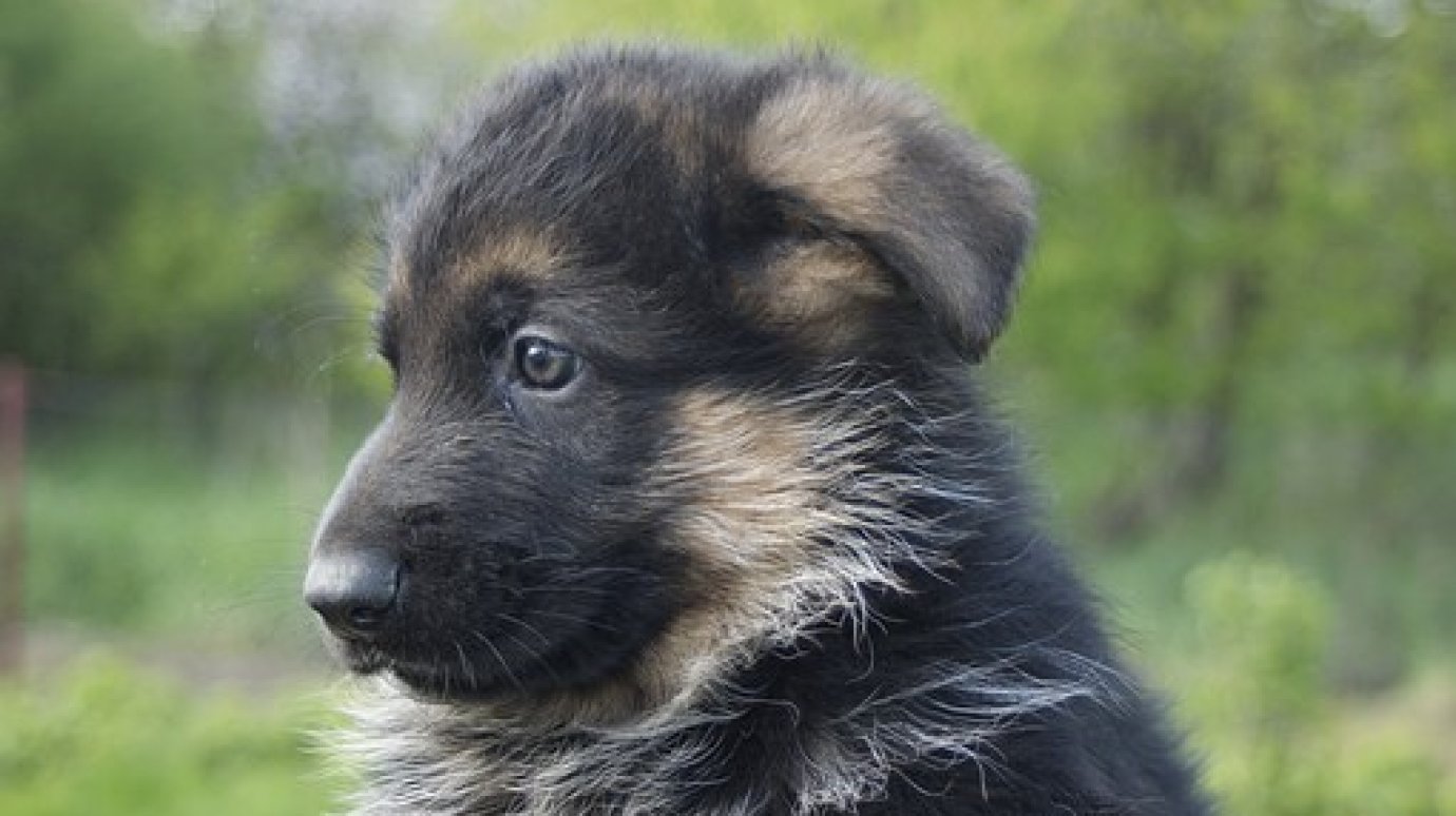 Житель Мокшанского района лишился 50 тысяч рублей при продаже щенка