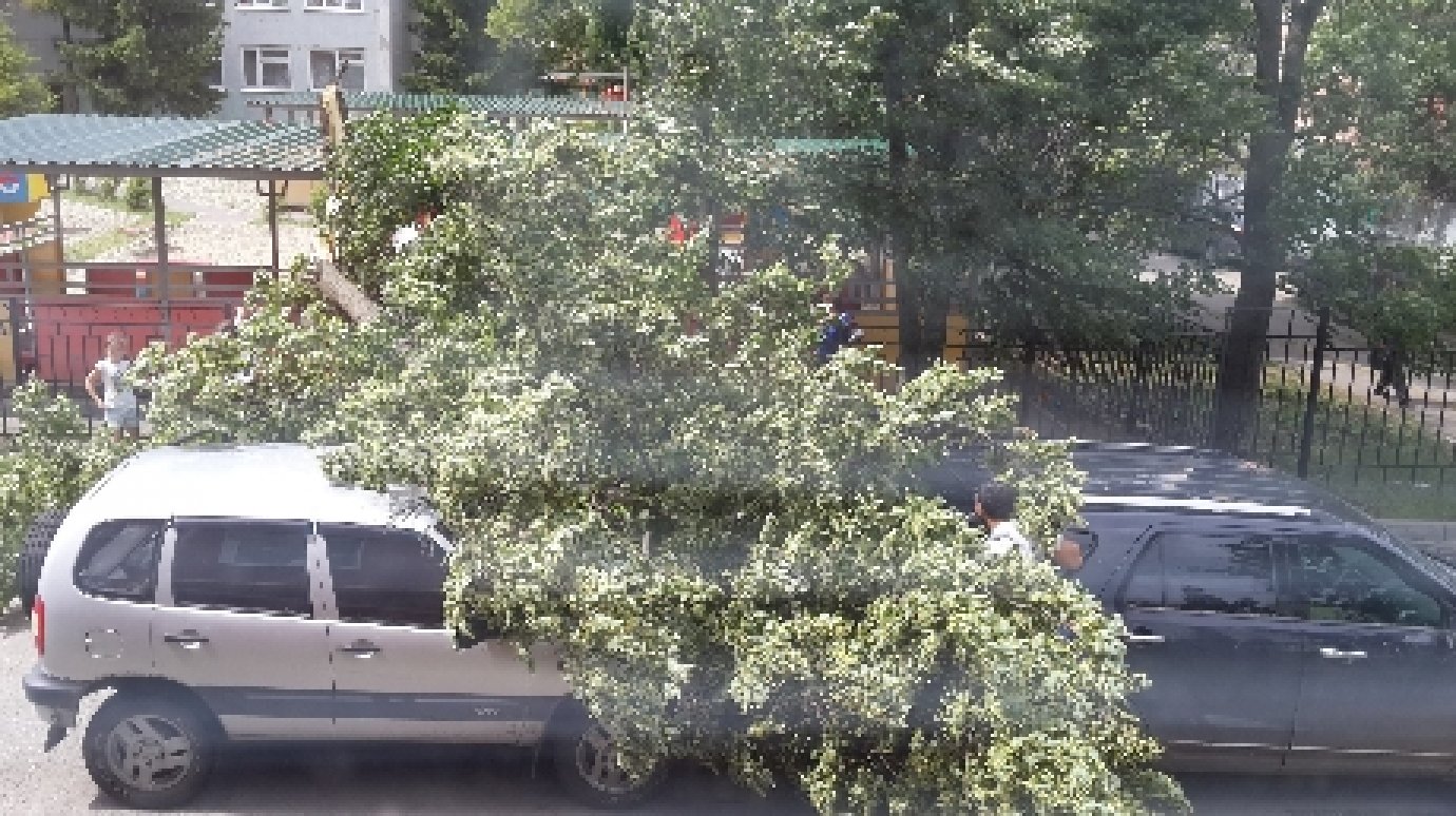 На улице Пушкина на территории детского сада рухнуло дерево