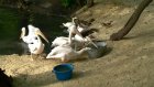 Пять пеликанов в Пензенском зоопарке съели десять килограммов рыбы