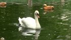 В Пензенском зоопарке провели показательное кормление лебедей
