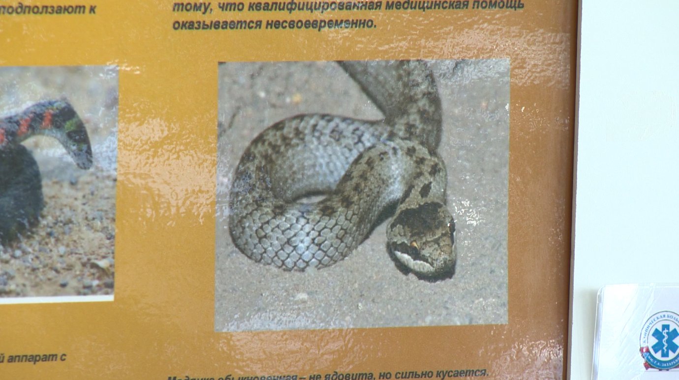 Пензенцев предупреждают: в области активизировались ядовитые змеи