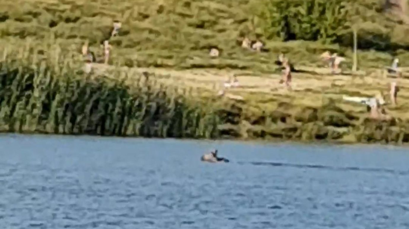В Пензе вместе с отдыхающими в водоеме купался лось