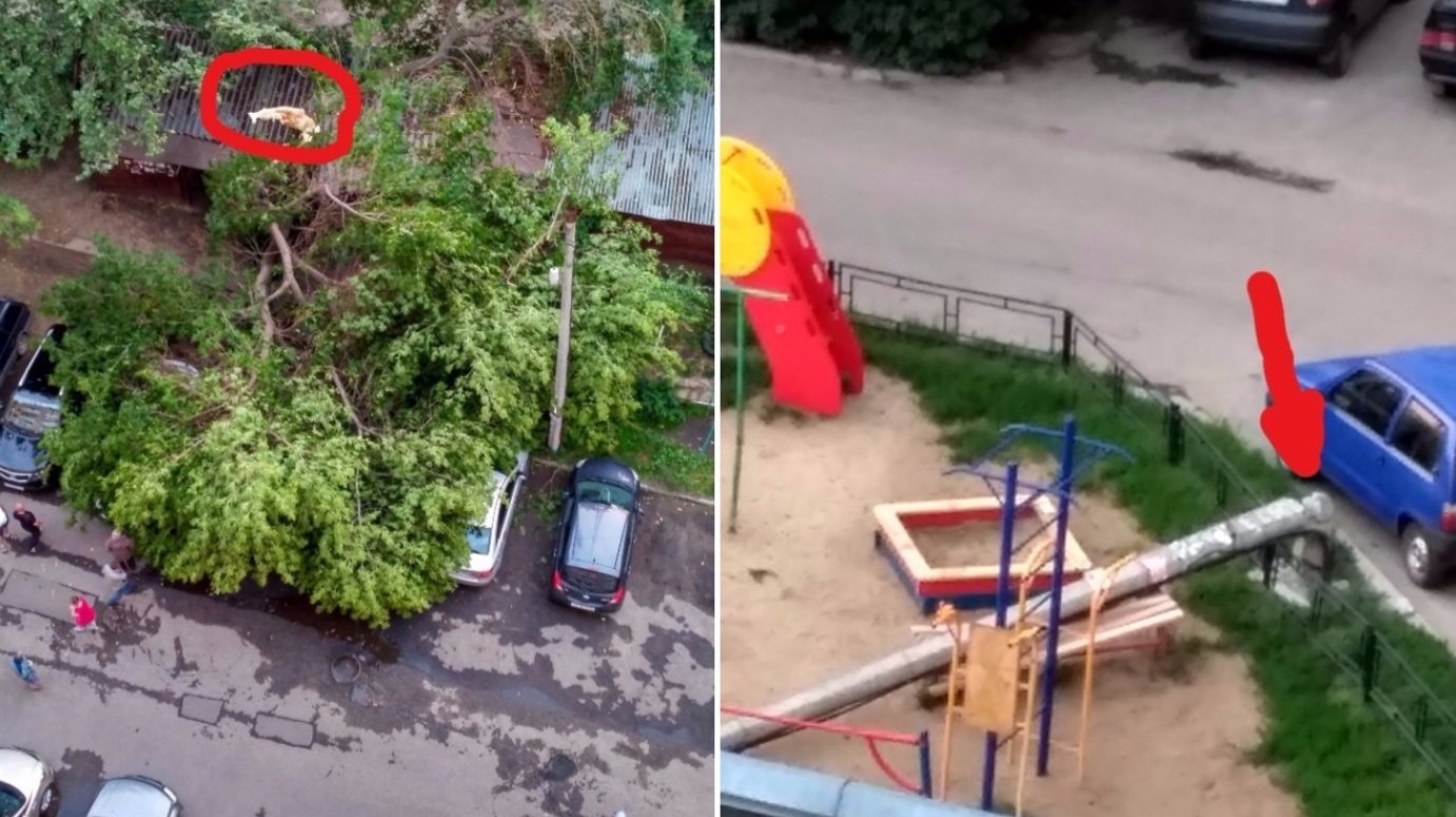На улице Калинина рухнувшее дерево придавило четыре автомобиля