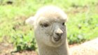 В Пензенском зоопарке поселилась малышка альпака