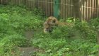 В Пензенском зоопарке отметили Международный день тигра