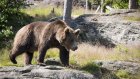 Уроженец Пензы погиб в Иркутской области при нападении медведя