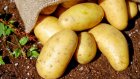 У жительницы Кузнецкого района украли с огорода картофель и морковь