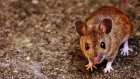 В Пензенской области идет подъем заболеваемости мышиной лихорадкой