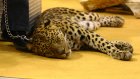 После нападения леопарда из контактного зоопарка в Саратове возбудили дело