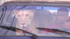 Львица Майя прибыла из Энгельса в Пензенский зоопарк