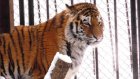 Пензенский зоопарк проводит конкурсы, посвященные Дню тигра
