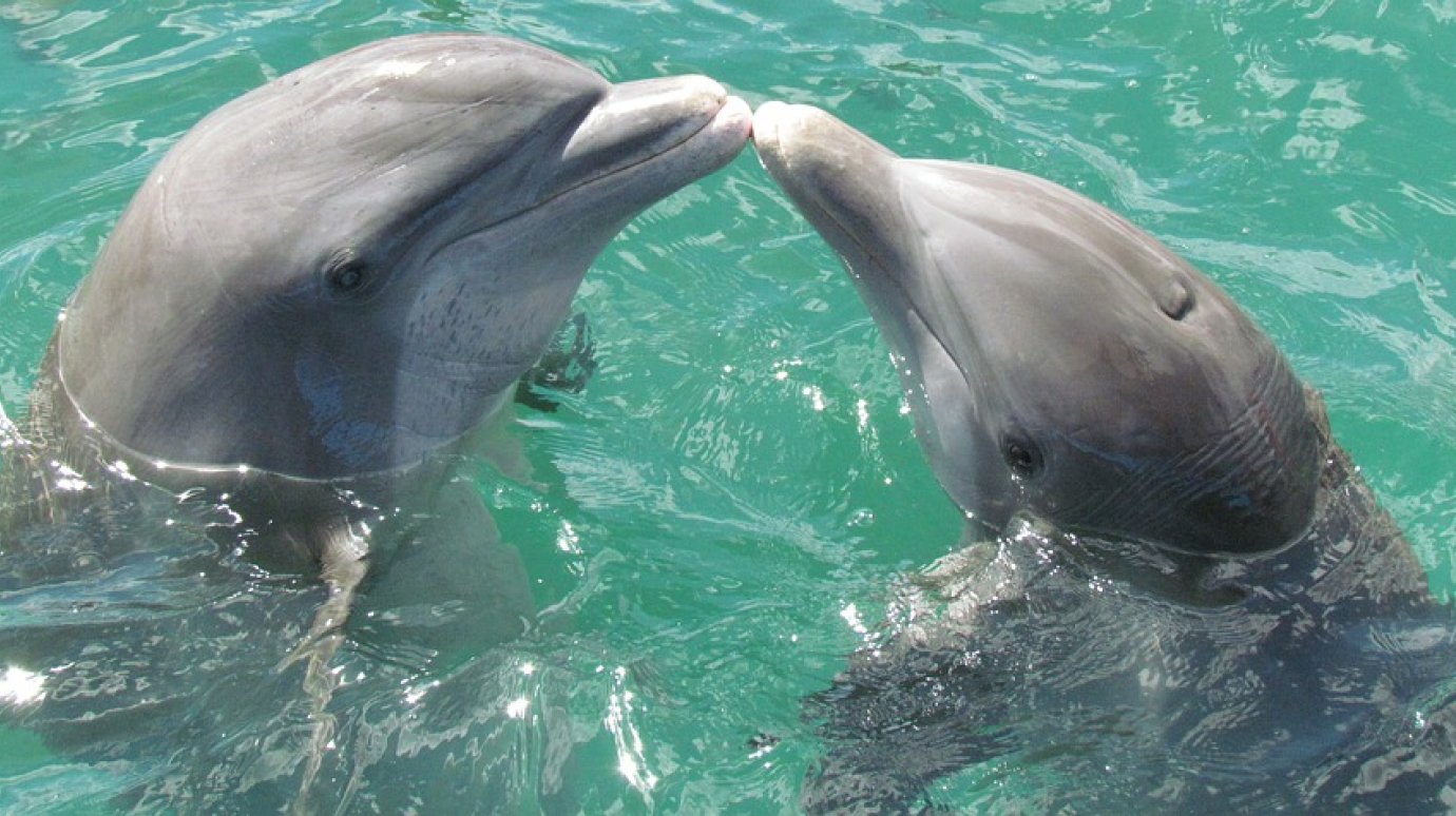 Пензенцам впервые представят шоу черноморских дельфинов
