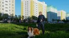 Новосибирские депутаты предложили запретить собакам лаять