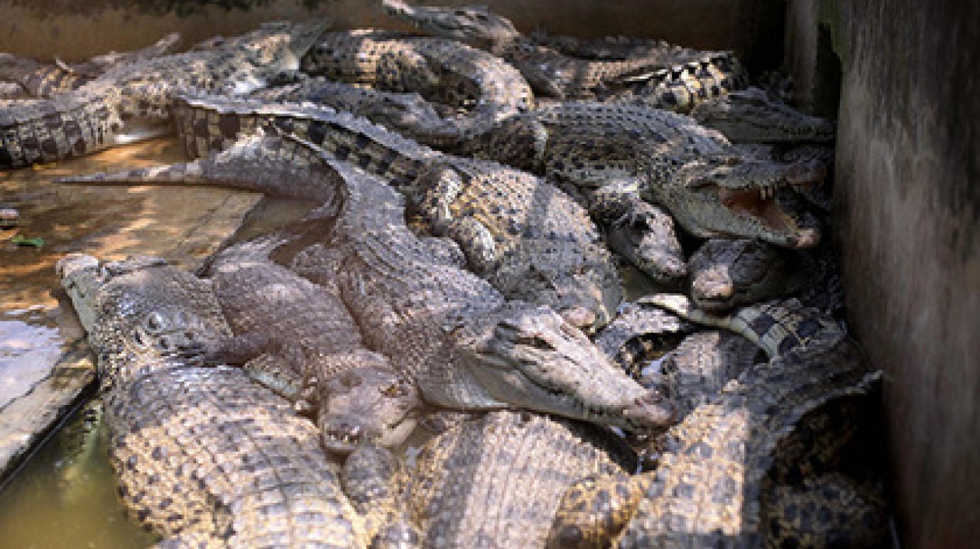В Китае с фермы сбежали 78 молодых сиамских крокодилов