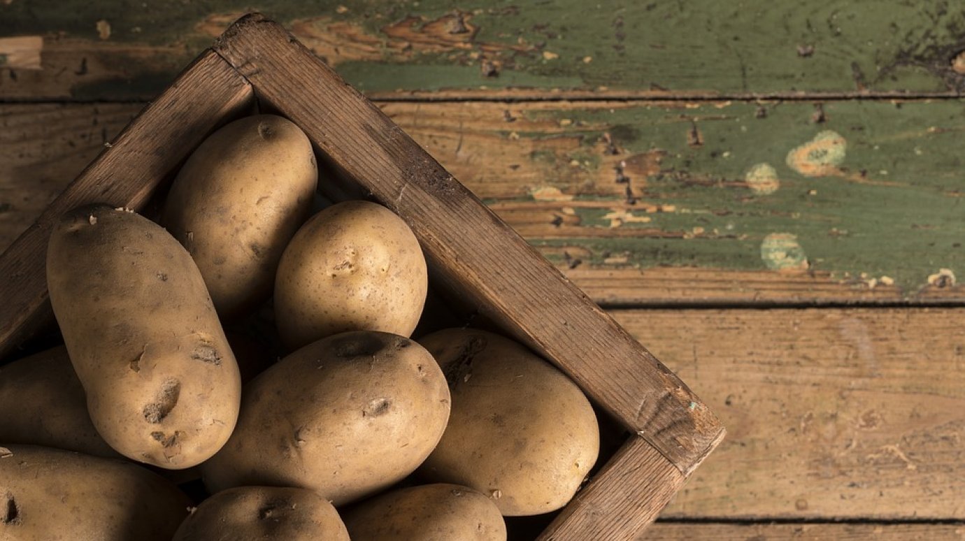 В Пензенской области производят в 4 раза больше картофеля, чем нужно жителям