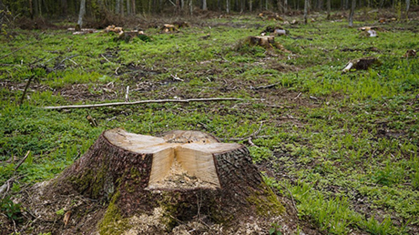 В лесу в Кузнецком районе незаконно срубили 12 дубов