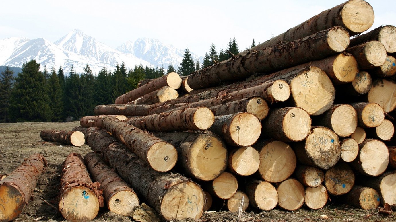 Директор Юрсовского лесхоза требовал взятки за поставку древесины