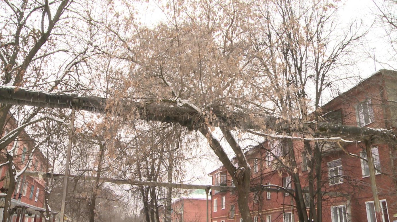 Неопиленные ветки на улице Леонова могут повредить теплоизоляцию труб