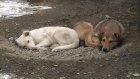Волонтеры пензенского приюта для животных надеются на помощь в ремонте