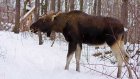 В Земетчинском районе охотники незаконно убили лося
